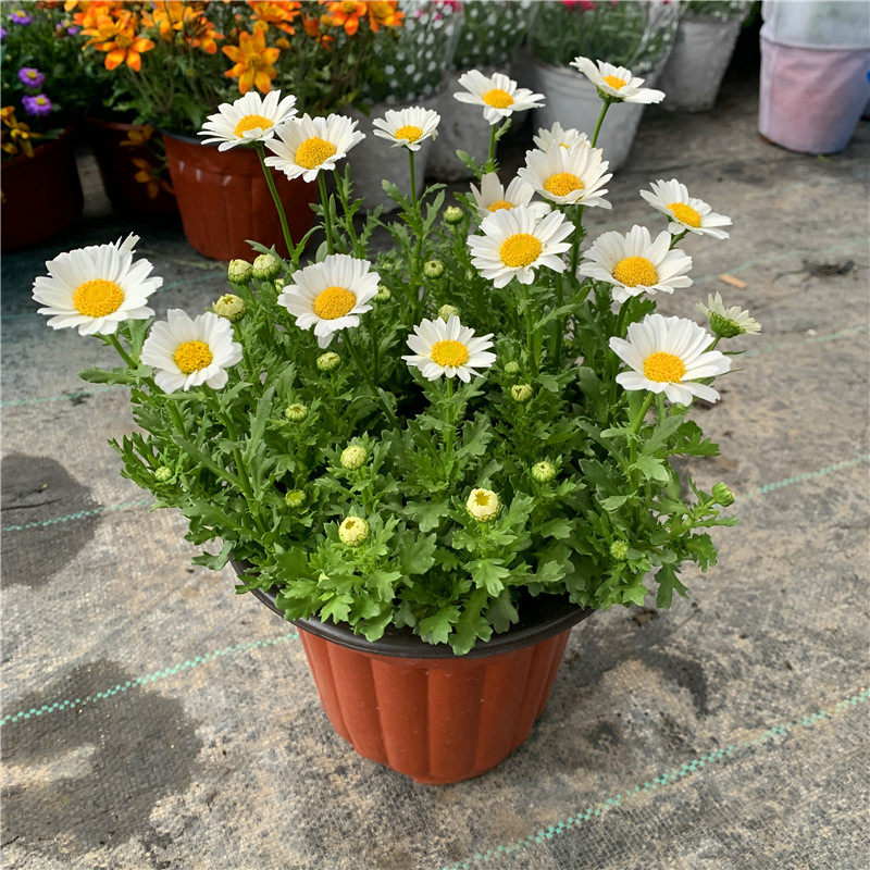 白金菊盆栽白晶菊白色雏菊阳台庭院多年生花卉金鱼花适合庭院阳台,鲜花速递/花卉仿真/绿植园艺,时令草本花卉,淘宝优惠券,粉丝福利购,淘宝优惠卷