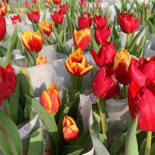 郁金香盆栽花卉花苗室内阳台庭院植物耐寒多年生绿植包邮