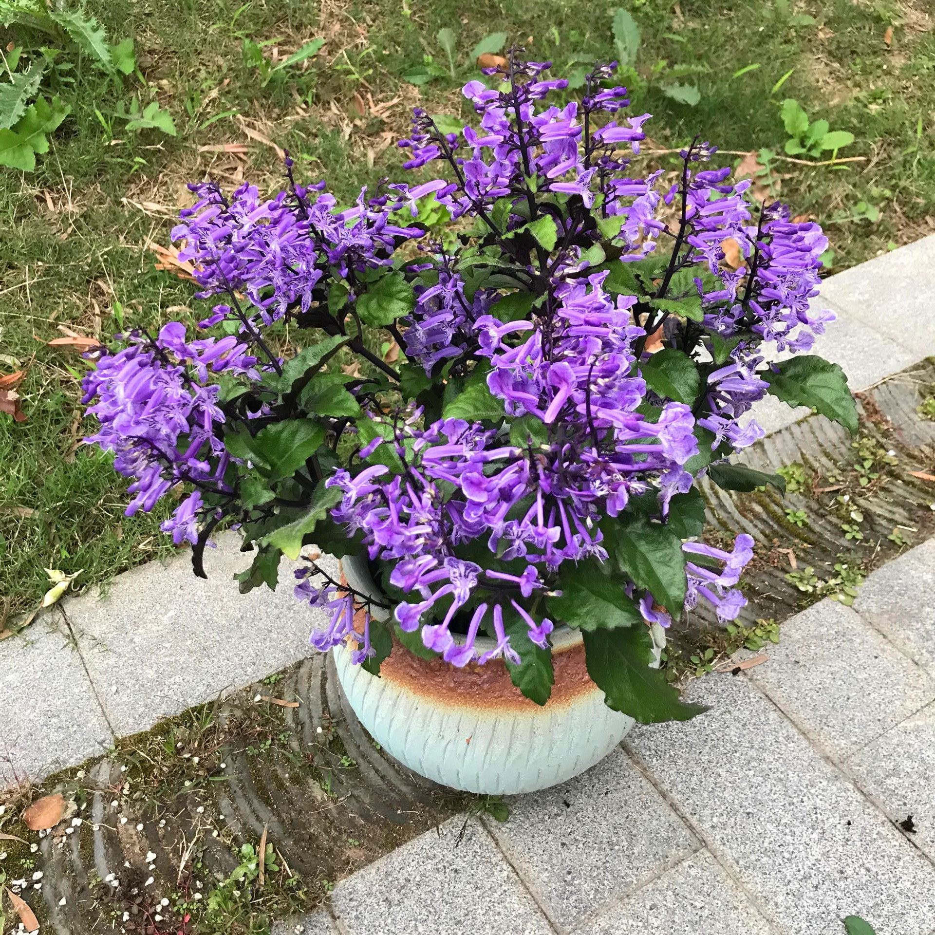 特丽莎香茶菜盆栽室内阳台庭院花卉吸甲醛净化空气吸毒草带花包邮