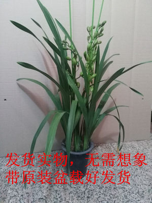 大花蕙兰兰花苗带花苞办公室内盆栽盆景绿植花卉虎头兰春节鲜花