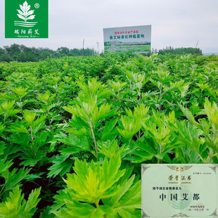 艾叶艾草种子籽艾草根驱蚊草家用泡脚艾蒿艾种子天然药材月子艾叶