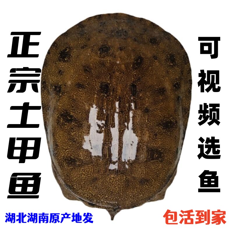 湖北湖南大水库老鳖鲜活正宗原生态自然养殖生长小土甲鱼送礼佳品