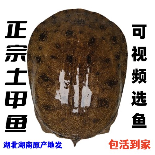 湖北湖南大水库老鳖鲜活正宗原生态自然养殖生长小土甲鱼送礼佳品 - 封面