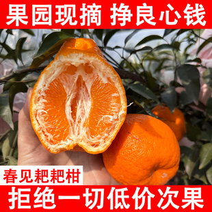正宗四川春见耙耙柑当季新时令新鲜水果橘子粑粑柑丑桔整箱水果10