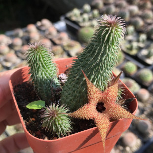 阿修罗 自根稀有奇异花卉萝藦科多肉植物 仙人球仙人掌绿植盆栽