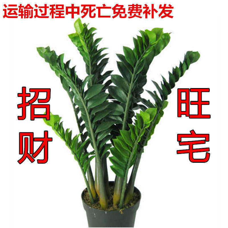 摇钱树金钱树客厅植物盆栽室内