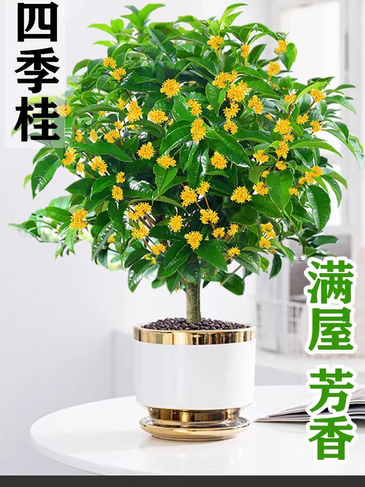 桂花树苗盆栽四季桂金桂月月桂室内花卉庭院大树浓香型好养开花