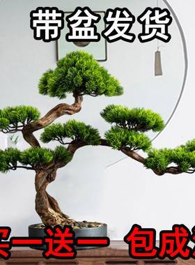 迎客松松柏四季常青耐寒盆栽盆景
