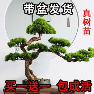 耐热 迎客松盆景四季 常青耐寒绿植花卉室内松柏盆栽夏季