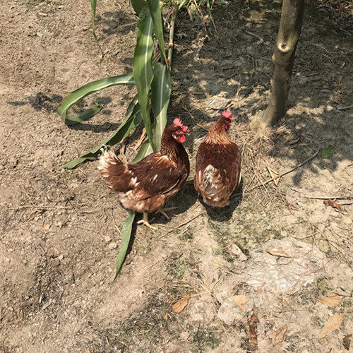 现杀顺丰2年农家自养土鸡