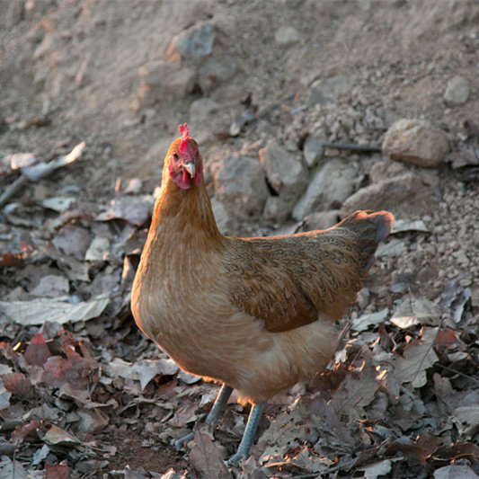 现杀 顺丰包邮 农村散养本鸡土鸡 雪山藏鸡
