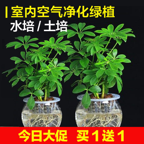 水培植物七叶莲招财树绿植