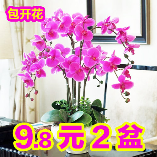 好养兰花客厅蝴蝶兰四季蝴蝶兰