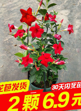 飘香藤爬藤植物开花芳香阳台庭院