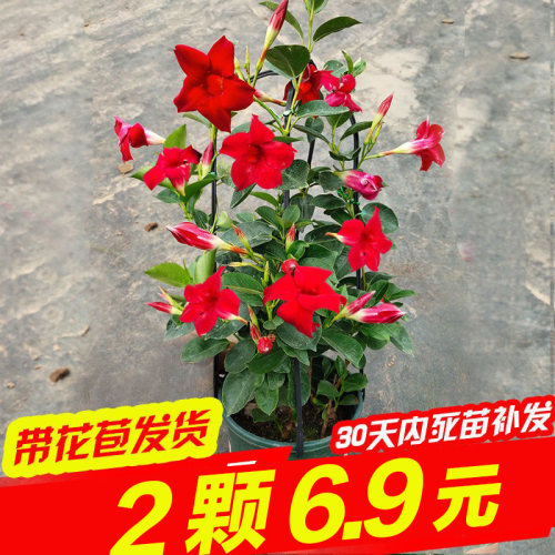 飘香藤爬藤植物开花芳香阳台庭院