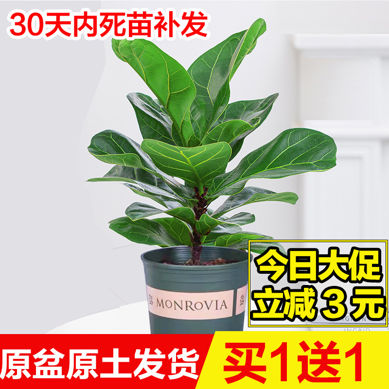 琴叶榕盆栽客厅办公室绿植