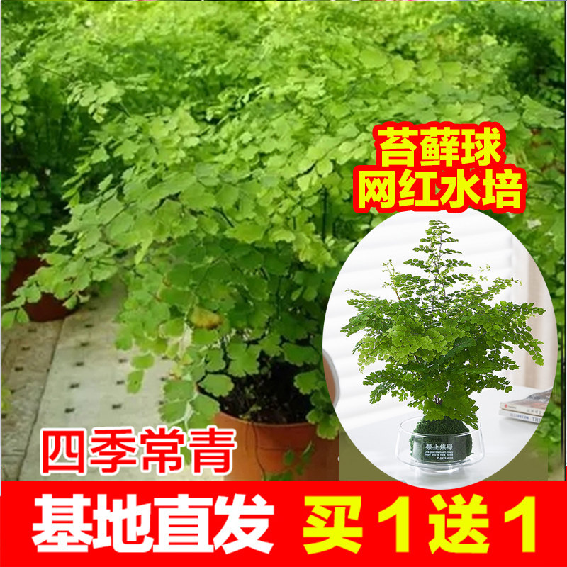 耐阴水培铁线蕨盆栽铁丝草