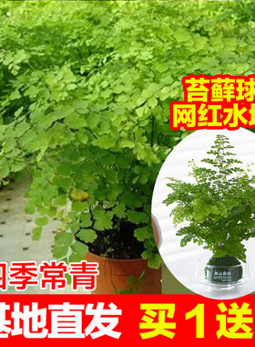 耐阴水培铁线蕨盆栽铁丝草
