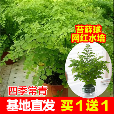 耐阴水培铁线蕨盆栽铁丝草