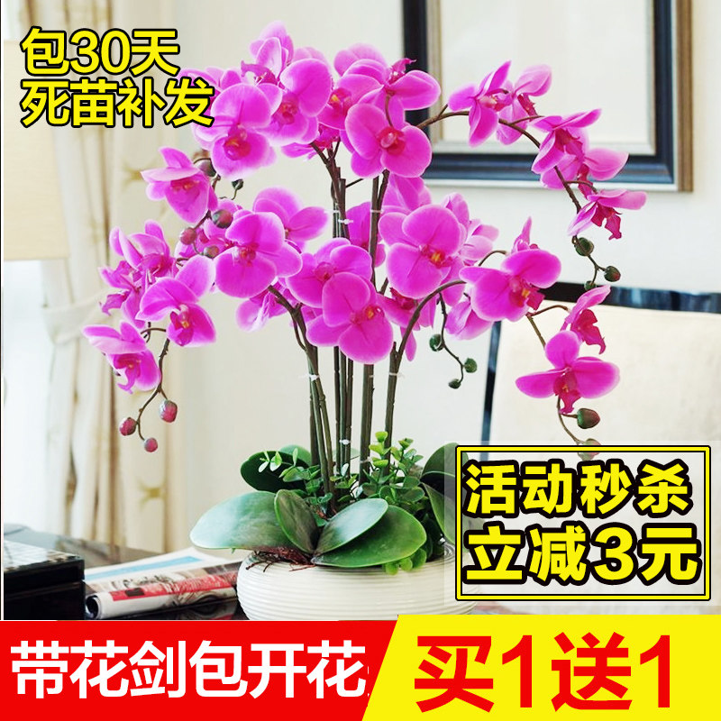 蝴蝶兰盆栽带花苞花苗带花剑兰花大苗客厅室内植物花卉四季好养活,鲜花速递/花卉仿真/绿植园艺,国兰/杂交兰/洋兰类,淘宝优惠券,粉丝福利购,淘宝优惠卷