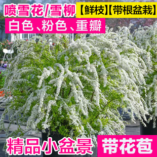 雪柳鲜枝带花苞干枝支水养插花水培绿植物鲜花卉室内盆栽龙柳好活