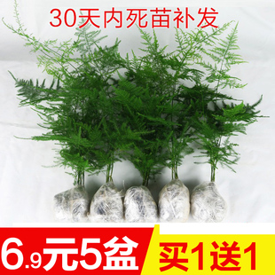 文竹盆栽植物室内净化空气办公室绿植花卉盆栽盆景四季常青小盆栽