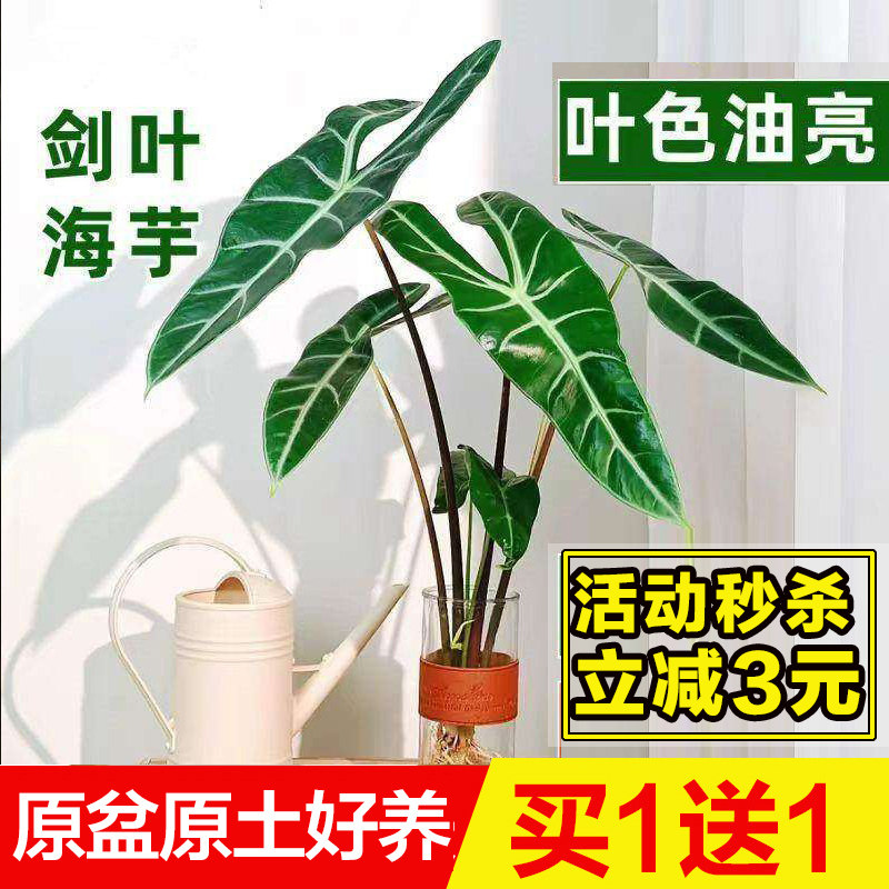银脉剑叶大仙女海芋水培植物室内办公桌面阳台耐阴绿植绿天鹅绒