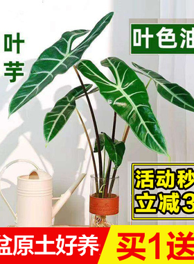 银脉剑叶大仙女海芋水培植物室内办公桌面阳台耐阴绿植绿天鹅绒