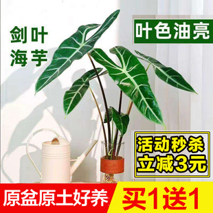 银脉剑叶大仙女海芋水培植物室内办公桌面阳台耐阴绿植绿天鹅绒