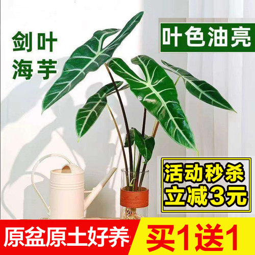 大仙女黑叶海芋水培耐阴室内绿植