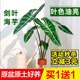 银脉剑叶大仙女海芋水培植物室内办公桌面阳台耐阴绿植绿天鹅绒