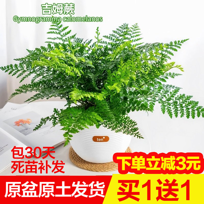 吉姆蕨盆栽蕨类植物室内办公室桌面耐阴绿植懒人花卉好养四季常青