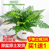 吉姆蕨盆栽蕨类植物室内办公室桌面耐阴绿植懒人花卉好养四季 常青
