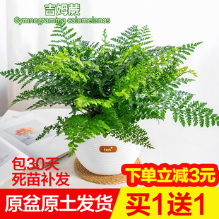 吉姆蕨盆栽蕨类植物室内办公室桌面耐阴绿植懒人花卉好养四季常青