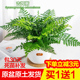 吉姆蕨盆栽蕨类植物室内办公室桌面耐阴绿植懒人花卉好养四季 常青