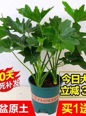 春羽盆栽水培植物室内观叶绿植