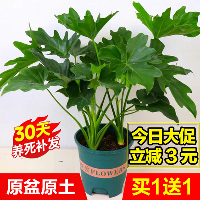 春羽盆栽水培植物室内观叶绿植