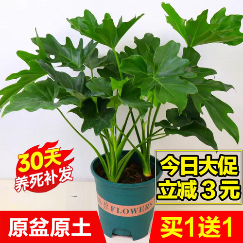 春羽盆栽水培植物室内观叶绿植