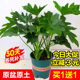 春羽盆栽植物室内观叶桌面大叶绿植水培土培大型耐阴四季 好养