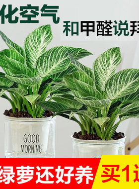 水培植物铂金钻室内好养蔓绿绒