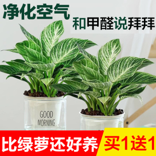 水培植物铂金钻室内好养蔓绿绒盆栽金钻绿公主绿萝办公室好养耐阴