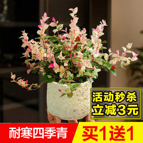 花叶络石盆栽四季喜阳好养