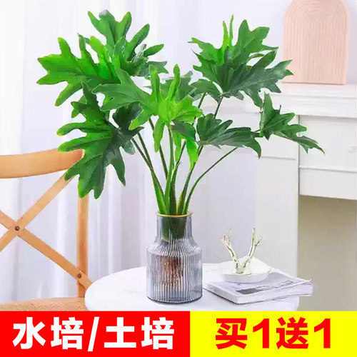 春羽水培植物大叶龙鳞蔓绿绒室内办公盆栽四季常青绿萝好养易活