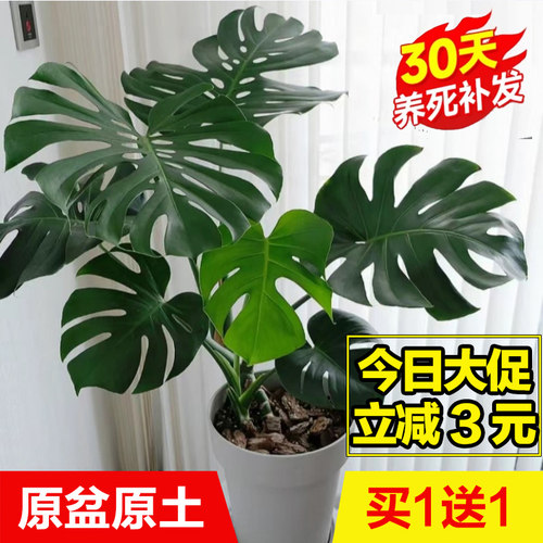 龟背竹客厅绿植净化空气