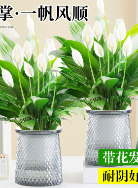 白掌绿植盆栽室内好养水培植物客厅阳台办公室桌面红掌粉掌带花卉