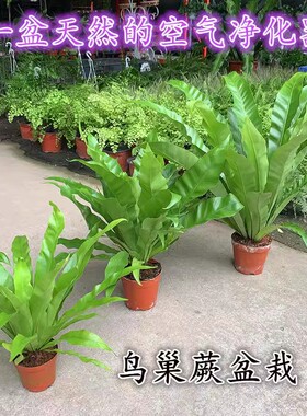 鸟巢厥盆栽净化空气蕨类植物又巢蕨山苏花冠蕨耐阴办公室内绿植