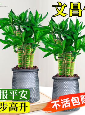 文昌竹4枝金榜题名桌面绿植富贵竹盆栽招财竹子步步高升室内植物