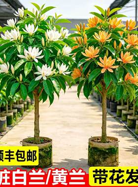 白兰花盆栽白玉兰树苗黄角兰带花苞浓香型花卉植物阳台四季好养活