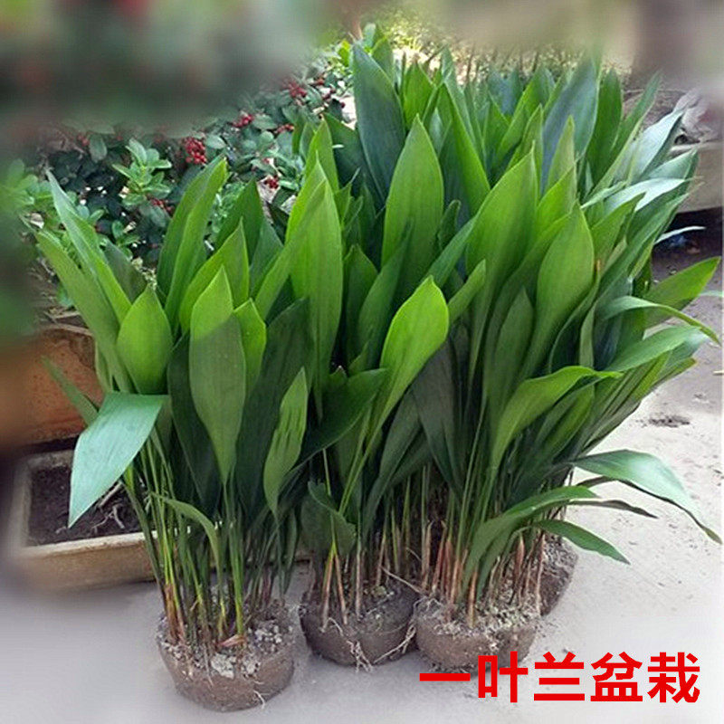 四季常青客厅观叶植物室内盆栽大型盆栽花卉一叶兰盆景包邮