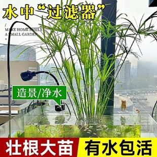 水培植物水竹旱伞草鱼缸造景净化水质水草水生植物鱼池塘龟缸水杉